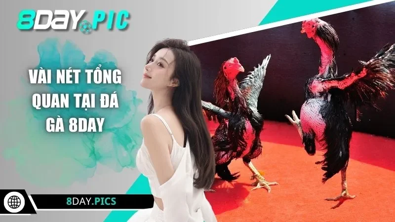 Vài nét tổng quan tại đá gà 8DAY